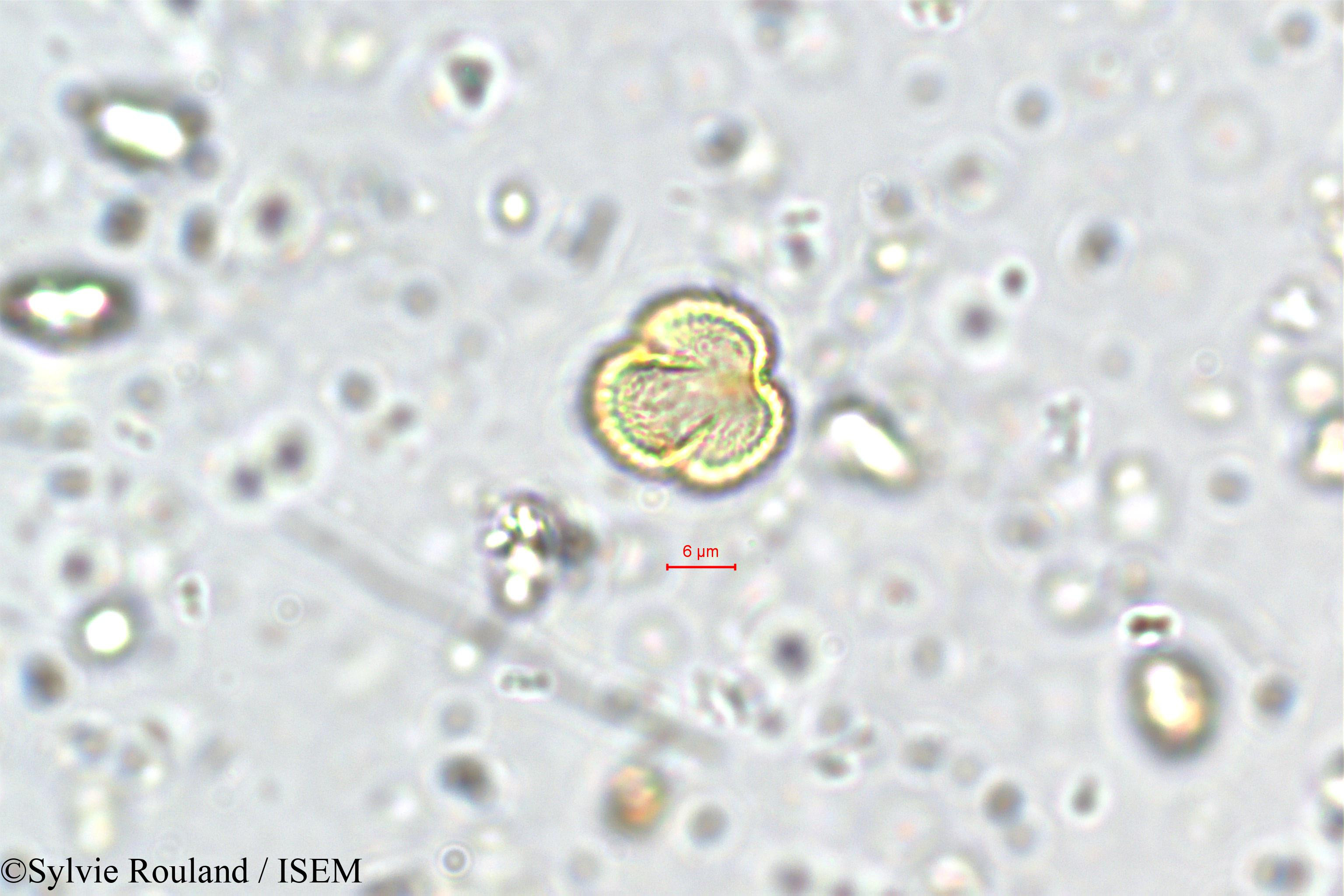 Sylvie.Rouland/Exacum_petiolare_5708/Exacum_petiolare_5708_0001(copy).jpg