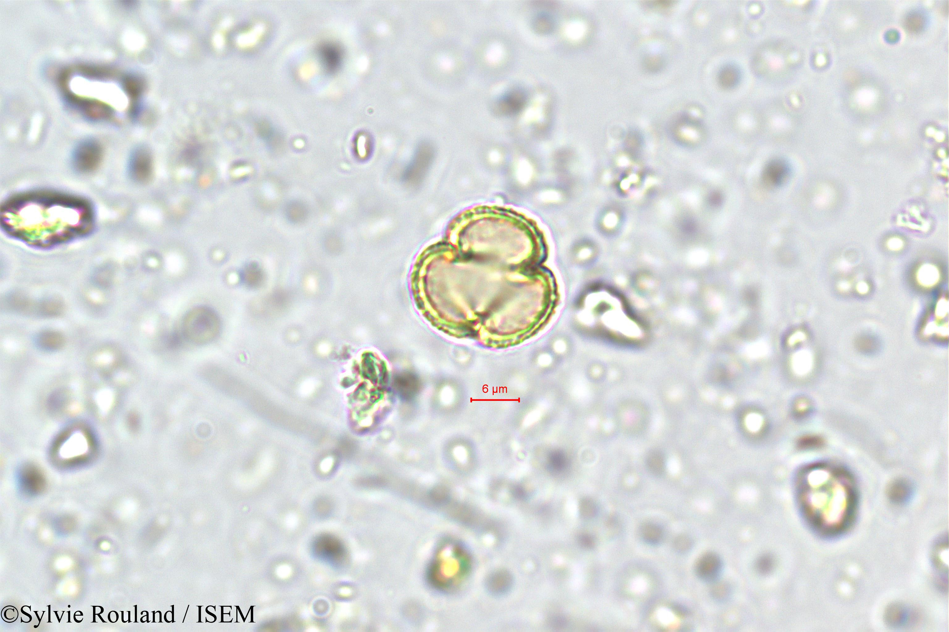Sylvie.Rouland/Exacum_petiolare_5708/Exacum_petiolare_5708_0002(copy).jpg