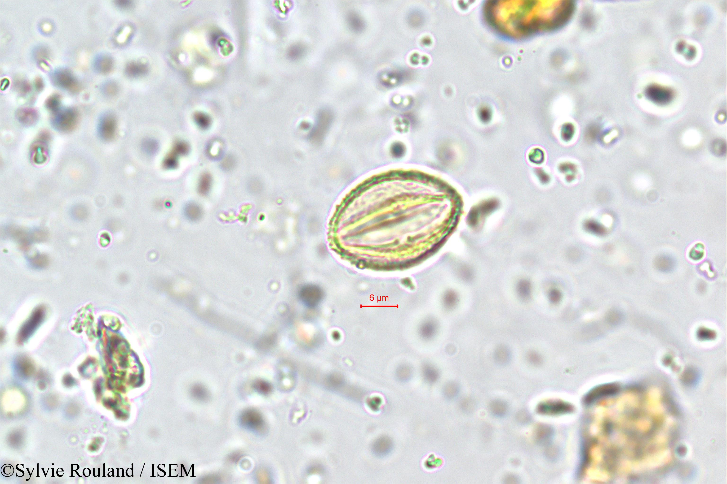 Sylvie.Rouland/Exacum_petiolare_5708/Exacum_petiolare_5708_0003(copy).jpg