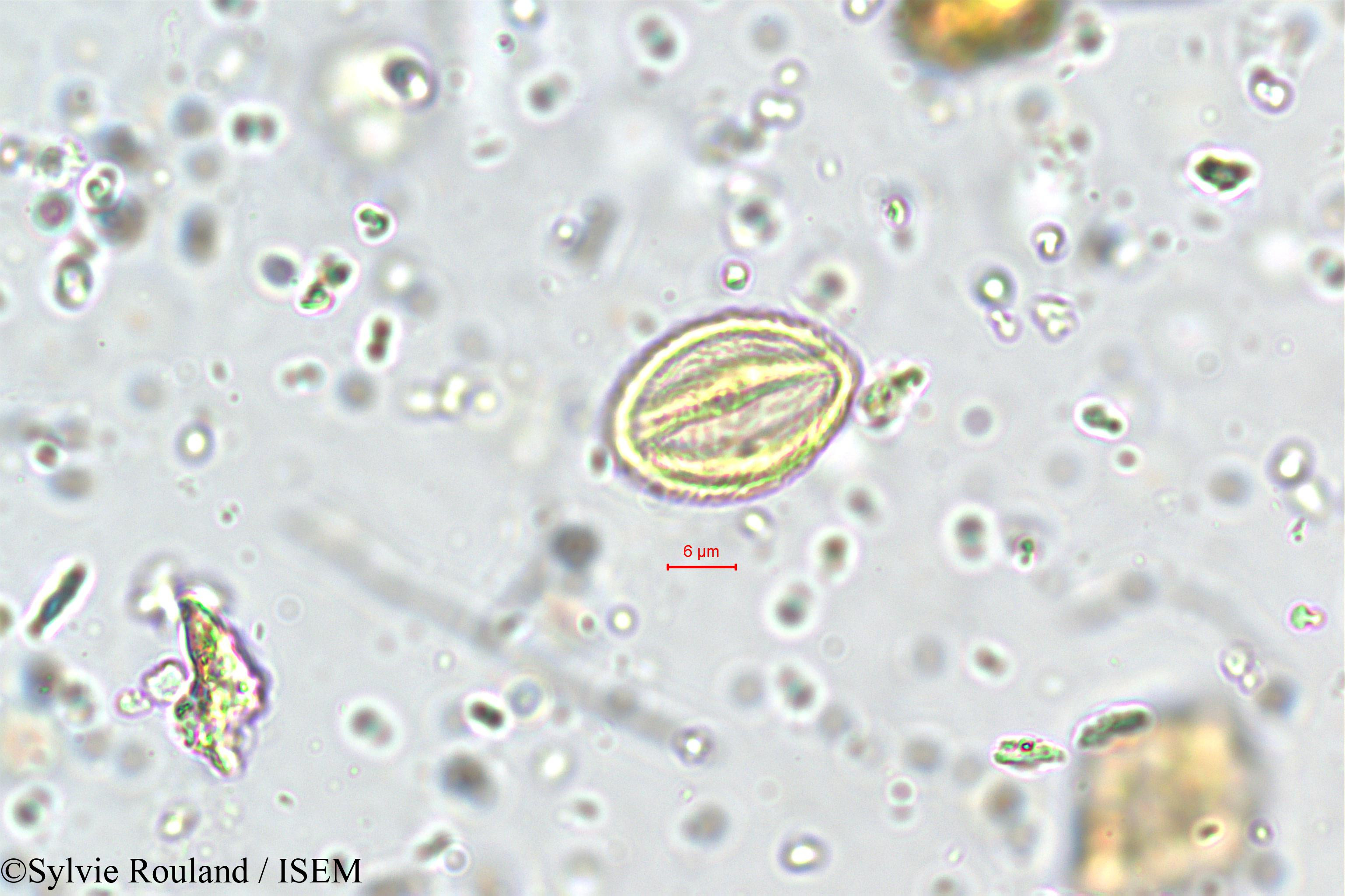 Sylvie.Rouland/Exacum_petiolare_5708/Exacum_petiolare_5708_0004(copy).jpg