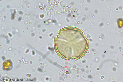 Sylvie.Rouland/Exacum_wightianum_5518/Exacum_wightianum_5518_0001(copy)_thumb.jpg