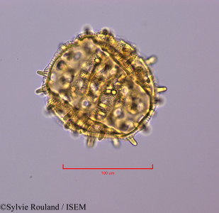 Sylvie.Rouland/Exogonium_repandum_47220/Exogonium_repandum_47220_0001(copy)_thumb.jpg