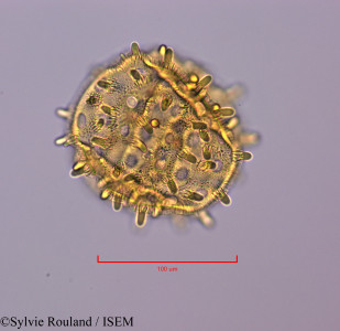 Exogonium repandum - lame n° 47220