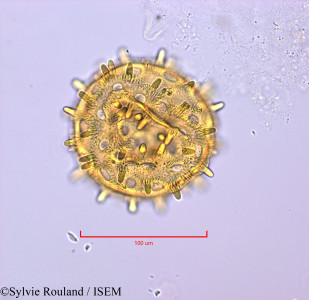 Exogonium repandum - lame n° 47220