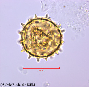 Exogonium repandum - lame n° 47220