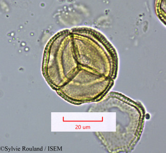 Sylvie.Rouland/Exospermum_stipitatum_1667/Exospermum_stipitatum_1667_0001(copy)_thumb.jpg