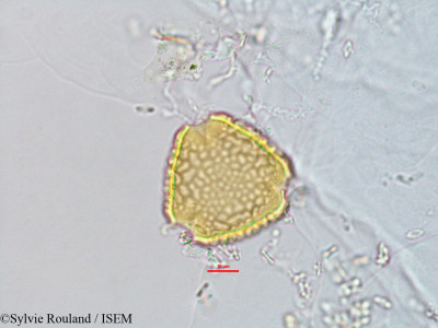 Fagelia bituminosa - lame n° 2769