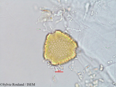 Fagelia bituminosa - lame n° 2769