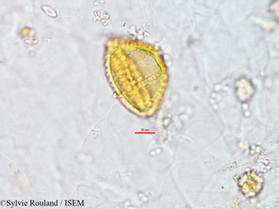 Fagelia bituminosa - lame n° 2769