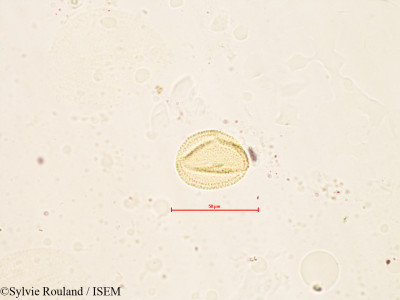 Sylvie.Rouland/Fagopyrum_sagittatum_4120/Fagopyrum_sagittatum_4120_0001(copy)_thumb.jpg