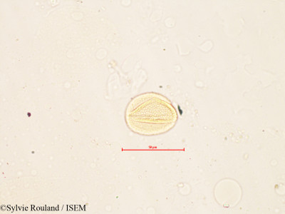 Fagopyrum sagittatum - lame n° 4120