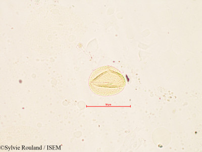 Fagopyrum sagittatum - lame n° 4120