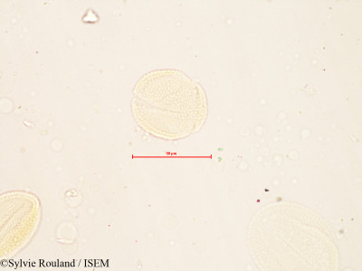 Fagopyrum sagittatum - lame n° 4120