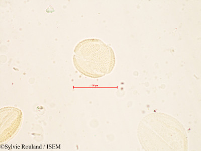 Fagopyrum sagittatum - lame n° 4120