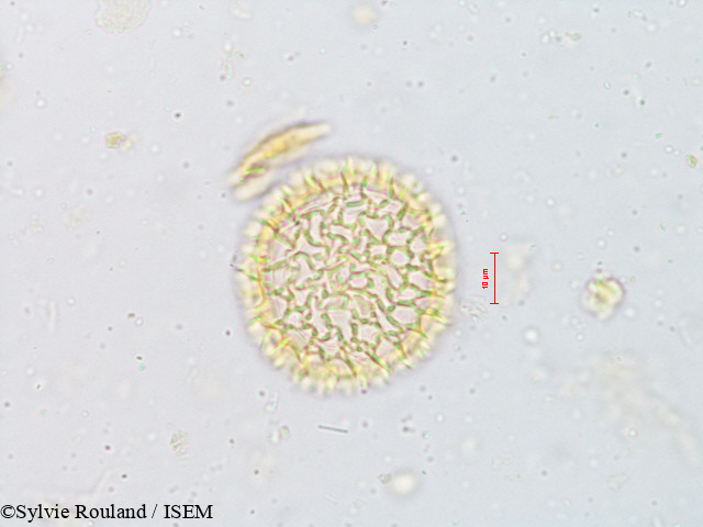 Sylvie.Rouland/Fagraea_obovata_4919/Fagraea_obovata_4919_0001(copy).jpg