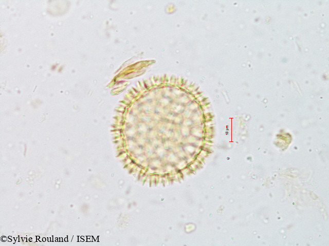 Sylvie.Rouland/Fagraea_obovata_4919/Fagraea_obovata_4919_0002(copy).jpg