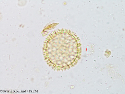Fagraea obovata - lame n° 4919