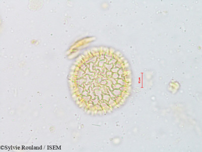 Fagraea obovata - lame n° 4919