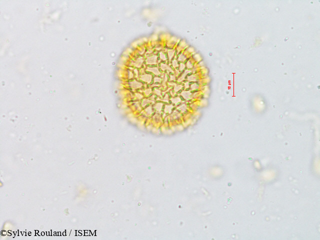 Sylvie.Rouland/Fagraea_obovata_4919/Fagraea_obovata_4919_0004(copy).jpg