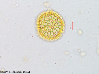 Fagraea obovata - lame n° 4919