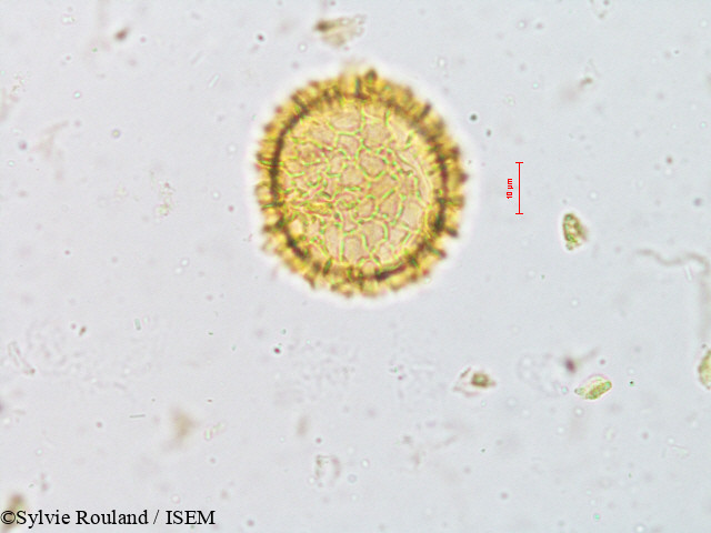 Sylvie.Rouland/Fagraea_obovata_4919/Fagraea_obovata_4919_0005(copy).jpg