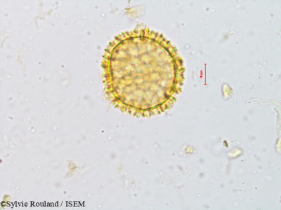 Fagraea obovata - lame n° 4919