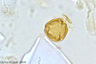 Sylvie.Rouland/Faguetia_falcata_521/Faguetia_falcata_521_0001(copy)_thumb.jpg