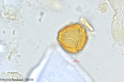 Faguetia falcata - lame n° 521