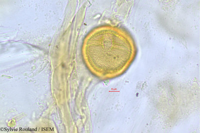 Faguetia falcata - lame n° 521