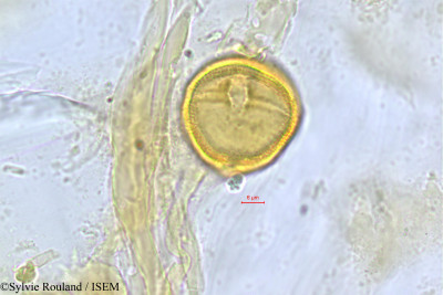 Faguetia falcata - lame n° 521