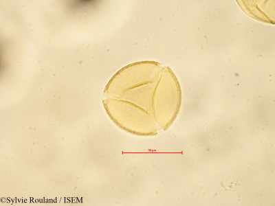 Sylvie.Rouland/Fagus_grandifolia_4841/Fagus_grandifolia_4841_0001(copy)_thumb.jpg