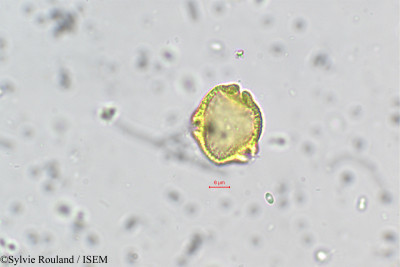 Sylvie.Rouland/Faramea_glandulosa_166/Faramea_glandulosa_166_0001(copy)_thumb.jpg