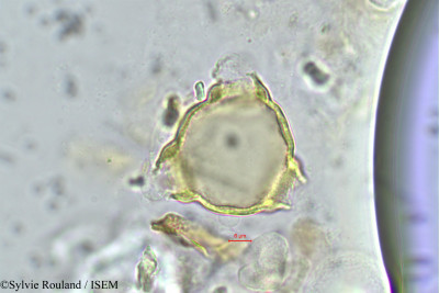 Sylvie.Rouland/Faramea_hyacinthina_181/Faramea_hyacinthina_181_0001(copy)_thumb.jpg