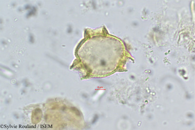 Sylvie.Rouland/Faramea_occidentalis_232/Faramea_occidentalis_232_0001(copy)_thumb.jpg
