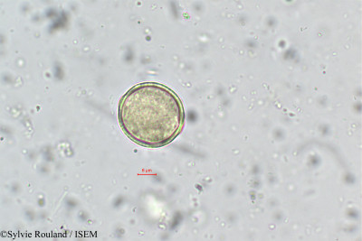 Sylvie.Rouland/Farsetia_linearis_165/Farsetia_linearis_165_0001(copy)_thumb.jpg