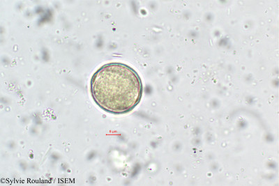 Farsetia linearis - lame n° 165