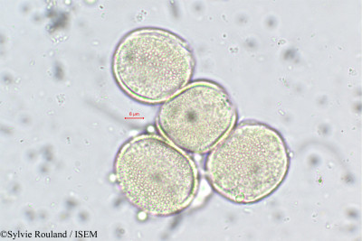 Farsetia linearis - lame n° 165