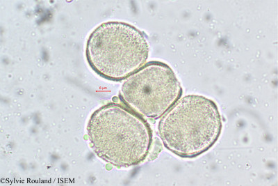 Farsetia linearis - lame n° 165