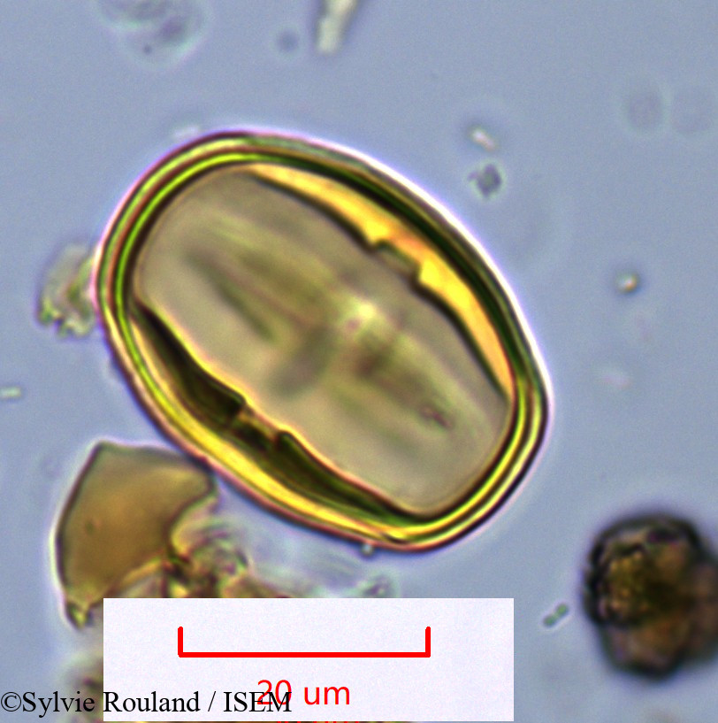 Sylvie.Rouland/Faucherea_hexandra_1088/Faucherea_hexandra_1088_0001(copy).jpg