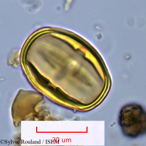 Sylvie.Rouland/Faucherea_hexandra_1088/Faucherea_hexandra_1088_0001(copy)_thumb.jpg
