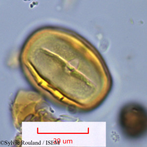 Faucherea hexandra - lame n° 1088