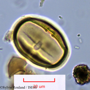 Faucherea hexandra - lame n° 1088