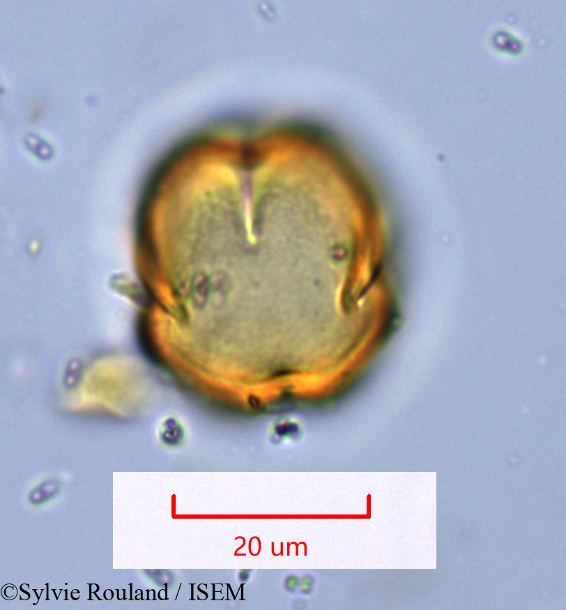 Sylvie.Rouland/Faucherea_hexandra_1088/Faucherea_hexandra_1088_0005(copy).jpg