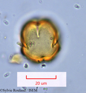 Faucherea hexandra - lame n° 1088