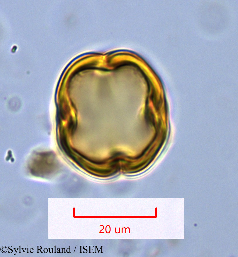 Sylvie.Rouland/Faucherea_hexandra_1088/Faucherea_hexandra_1088_0006(copy).jpg