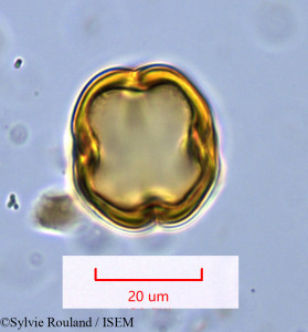 Faucherea hexandra - lame n° 1088