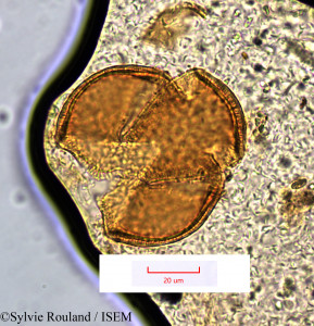 Sylvie.Rouland/Fedia_cornucopiae_1210/Fedia_cornucopiae_1210_0001(copy)_thumb.jpg