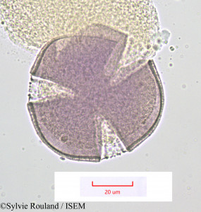 Sylvie.Rouland/Fedia_scorpioides_1203/Fedia_scorpioides_1203_0001(copy)_thumb.jpg