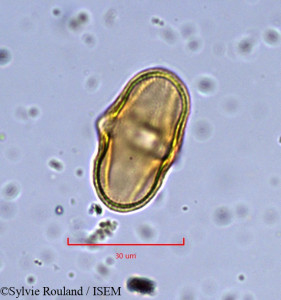 Sylvie.Rouland/Ferula_glauca_899/Ferula_glauca_899_0001(copy)_thumb.jpg