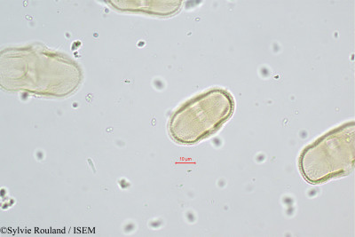 Sylvie.Rouland/Ferula_tingitana_438/Ferula_tingitana_438_0001(copy)_thumb.jpg